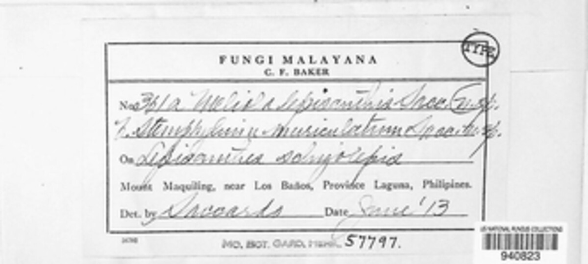 Meliola lepisanthea image